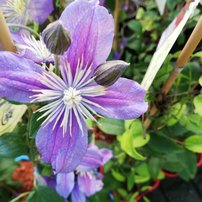 Plamienok Arabella, Clematis, kontajner 3l