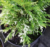 Cypruštek Lawsonov Argenteoveriegata, Chamaecyparis lawsoniana, 30 - 40 cm, kont. 3l