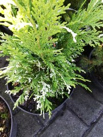 Cypruštek Lawsonov Argenteoveriegata, Chamaecyparis lawsoniana, 30 - 40 cm, kont. 3l