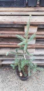 Jedľa balzamová Argentea ,Abies balsamea, 40 - 70 cm, kont. 4l