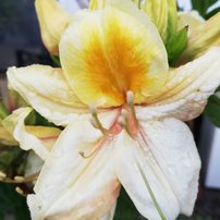 Azalka Arima, Azalea 30 - 40 cm, kont. 5l