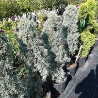 Cypruštek arizonský Fastigiata, Cupressus arizonica, +200 cm, kont  l