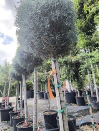 Cypruštek arizonský, Cupressus arizonica, kmeň +90 cm, kont 10 l