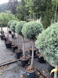 Cypruštek arizonský, Cupressus arizonica, kmeň +90 cm, kont 10 l
