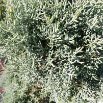 Cypruštek arizonský Fastigiata, Cupressus arizonica, +200 cm, kont  l