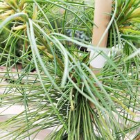 Borovica Armandova, Pinus armandii, 20 - 40 cm, kont. 3l