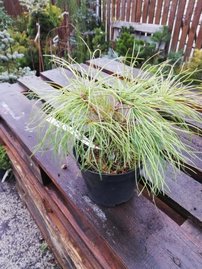 Borovica Armandova, Pinus armandii, 20 - 40 cm, kont. 3l