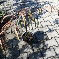 Buk lesný Asongeri Fagus sylvatica, 40 - 70 cm, kontajner 3l