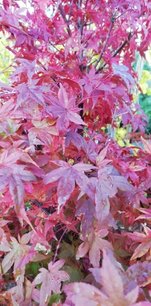 Javor dlaňovitolistý Atropurpureum, Acer palmatum, 30 – 70 cm, kontajner 3l