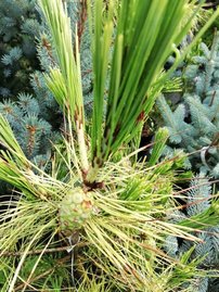 Borovica hustokvetá Aurea, Pinus densiflora, 35 - 40 cm, kont. 5l