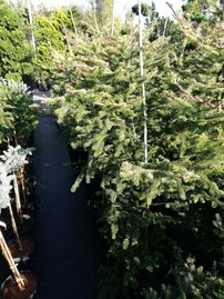 Jedľa Nordmannova Aurea, Abies nordmanniana, 50 – 65 cm, kont. 3 l.