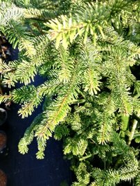 Jedľa Nordmannova Aurea, Abies nordmanniana, 50 – 65 cm, kont. 3 l.