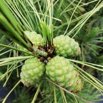 Borovica hustokvetá Aurea, Pinus densiflora, 35 - 40 cm, kont. 5l