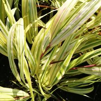 Rákosovka Aureola, Hakonechloa macra, kont. 3l