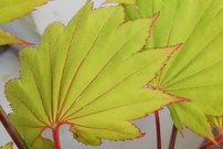 Javor Shirasawanský Aureum Acer shirasawanum, kontajner C2,  40-80 cm