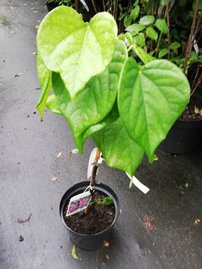 Judášovec čínsky Avondale, Cercis chinensis, 40 – 70 cm, kont. 3l