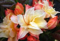 Azalka  Cannon´s Double Azalea 40 - 60 cm, kont 4l