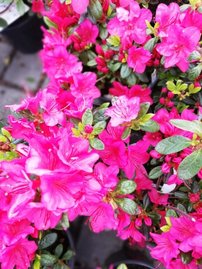 Azalka japonská Allotria, Rhododendron obtusum, kont. 2l