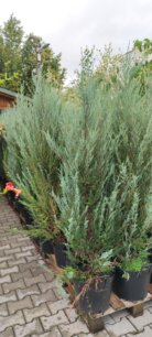 Borievka skalná Blue Arrow, Juniperus scopulorum, + 100 cm, kont. 1Ol