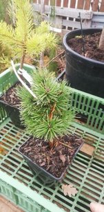 Borovica pyrenejská Boží Dar, Pinus uncinata, 25 - 30 cm, kont. 2l
