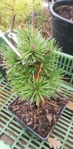 Borovica pyrenejská Boží Dar, Pinus uncinata, 25 - 30 cm, kont. 2l