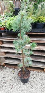 Borovica drobnokvetá Blauer Engel, Pinus parviflora, kontajner C3, + 30 cm