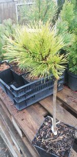 Borovica horská Nana Balcanica Aurea, Pinus mugo, kmeň 20 - 30 cm, kont. 1l