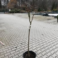 Javor dlaňovitolistý Baldsmith, Acer palmatum, na kmienku, 80 -100 cm, kontajner C12