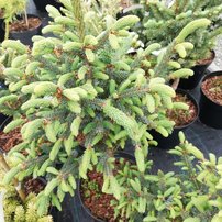 Smrek likiangský Balfouriana, Picea likiangensis , 30 – 40 cm, kont. 3l