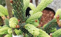 Smrek likiangský Balfouriana, Picea likiangensis , 30 – 40 cm, kont. 3l