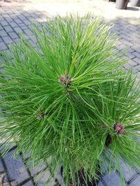 Borovica čierna Bambino (na kmienku), Pinus nigra 40 - 60 cm, kont. 5l