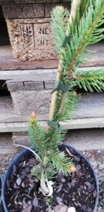 Smrek obyčajný Dr. Barański, Picea abies  +140 cm, kont. 3l