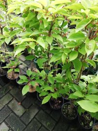 Kiwi Bayern, Actinidia arguta, kontajner P9