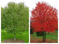 Javor červený Red Sunset, Acer rubrum, 100 – 120 cm, kontajner 5l