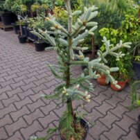 Smrek čierny Beissneri, Picea mariana 20 - 40 cm, kont. 3l