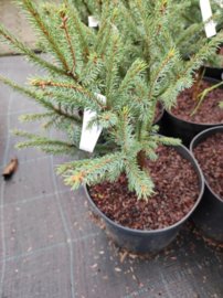 Smrek čierny Beissneri, Picea mariana 20 - 40 cm, kont. 3l