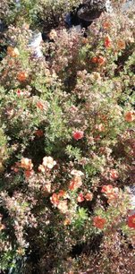 Nátržník krovitý Bella Sol, Potentilla fruticosa, kontajner 2l