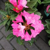 Rododendron Belona , Rhododendron, 30 - 50 cm, kont. 5l