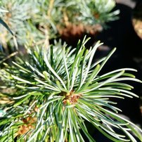 Borovica drobnokvetá Blauer Engel, Pinus parviflora, kontajner C3, + 30 cm