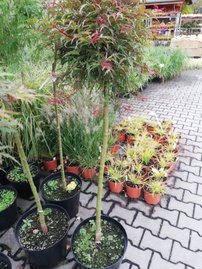 Javor dlaňovitolistý Beni - Komachi, Acer palmatum ,70 – 100 cm na kmeni, kontajner C 5