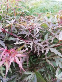 Javor dlaňovitolistý Beni - Komachi, Acer palmatum ,70 – 100 cm na kmeni, kontajner C 5