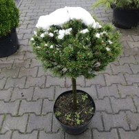 Borovica horská Benjamin na kmienku, Pinus mugo, 50 - 80 cm, kont. 7l