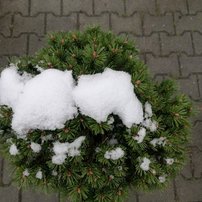 Borovica horská Benjamin na kmienku, Pinus mugo, 40 - 80 cm, kont. 20l