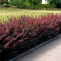 Dráč thunbergov Orange rocket, Berberis thunbergii, 30 - 40 cm kontajner 3l