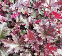 Heuchera Berry Marmalade, kont. 1l
