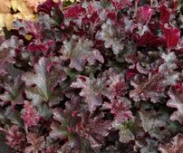 Heuchera Berry Marmalade, kont. 1l
