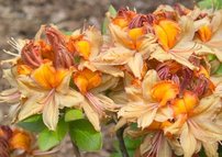 Azalka Beskidy, Azalea 30 - 50 cm, kont. 5l