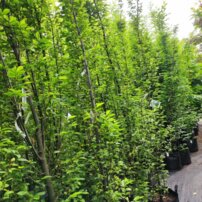 Hrab obyčajný Fastigiata, Carpinus betulus, +300 cm, kont. 25l