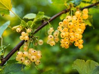 Ríbezľa biela Biała z Juterbog, Ribes niveum kon. 1,5l