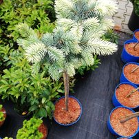 Smrek pichľavý Bialobok na kmienku, Picea pungens 50- 55 cm, kont. 3l